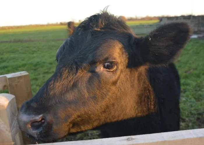 Semesterbostad 3 Bed In Thirsk Oc-40351